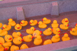 Duck Pond